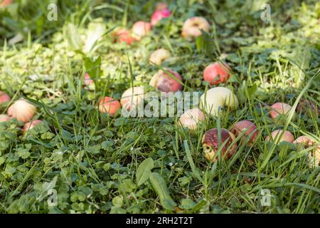 Überreife Äpfel, die bei Sonnenuntergang in Skandinavien in einem grünen Garten auf den Boden fielen Stockfoto