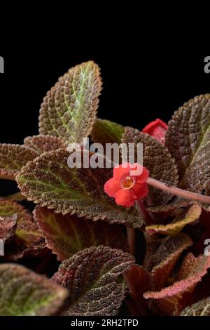 Nahaufnahme einer flammenvioletten oder silbernen Inch Pflanze mit kleiner, leuchtend roter Blume, Episcia supreata, kupferbraune beliebte Hauspflanze für bunt Stockfoto