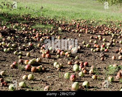 Gefallener Obstgarten mit vielen Äpfeln auf dem Boden und die Sonne scheint. Stockfoto