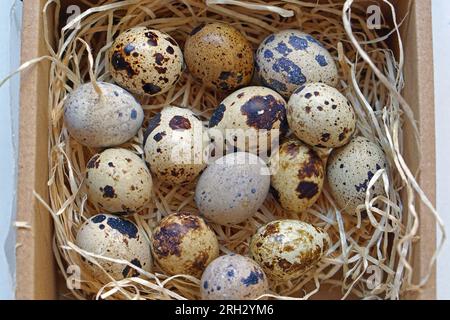 Bunte Eier japanischer Wachtelvögel im Nest Stockfoto