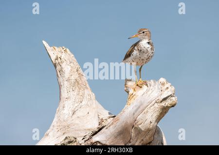 Ein gefleckter Sandpiper sitzt auf einem alten toten Baum am Ufer des Lake Ontario im Lynde Shores Conservation Area in Whitby, ON. Stockfoto