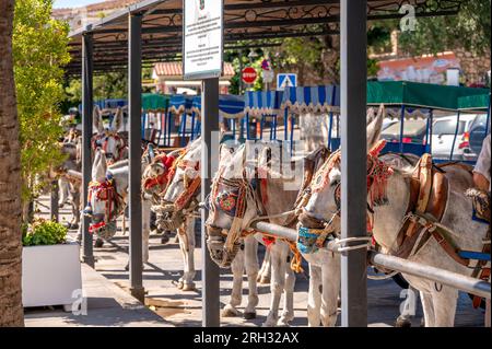 Mijas, Spanien - 24. Juli 2023: Burro Taxis im wunderschönen, weiß gewaschenen Dorf Mijas bei Malaga. Stockfoto