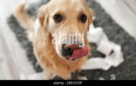 Golden Retriever Dog schaut in die Kamera, nachdem er mit Klopapier gespielt hat, im Nahaufnahmen-Porträt des Wohnzimmers. Reinrassiger Hund hat zu Hause mit Papiertaschentuch Unordnung angerichtet Stockfoto