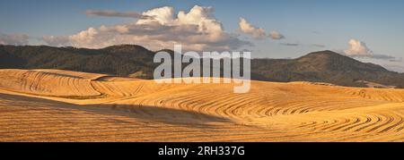 An einem Sommerabend in Latah County, Idaho, USA, werden Weizenfelder und die Palouse Range geerntet Stockfoto