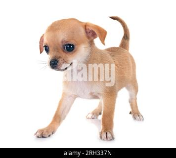 Little Chihuahua vor weißem Hintergrund Stockfoto