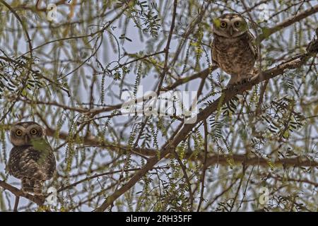 Ein Paar gepunktete Eule, die auf einem Baum sitzt Stockfoto