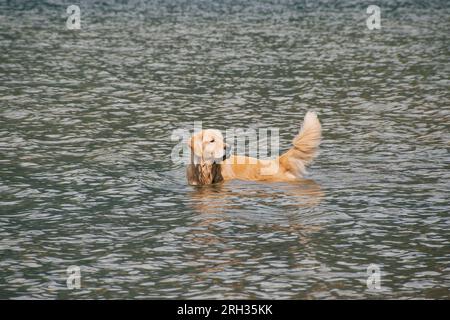 Ein Labrador oder Golden Retriever dwg kühlt sich im Wasser während eines heißen Sommers im Süden Kanadas ab Stockfoto