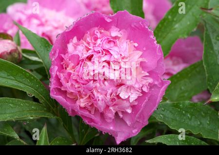 Nahaufnahme einer doppelten pinken Pfingstrosenblüte (Paeonia) mit Regentropfen. Stockfoto