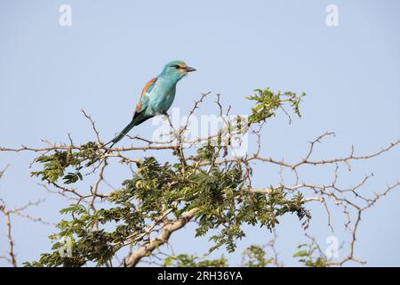 Abyssinische Walze Coracias abyssinicus, Erwachsener aufrecht, Kartong Feuchtgebiet, Gambia, Februar Stockfoto