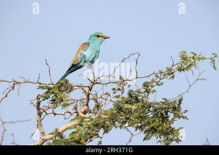 Abyssinische Walze Coracias abyssinicus, Erwachsener aufrecht, Kartong Feuchtgebiet, Gambia, Februar Stockfoto