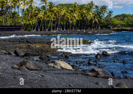 Drei Meeresschildkröten am Punalu'U Beach, Hawai'i, USA Stockfoto