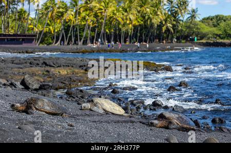 Drei Meeresschildkröten am Punalu'U Beach, Hawai'i, USA Stockfoto