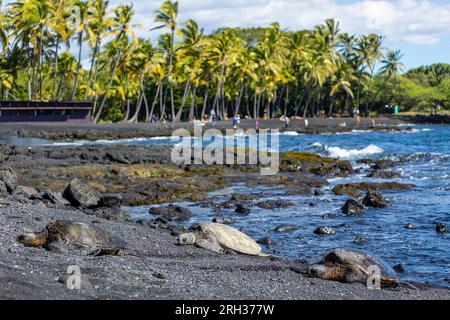 Drei Meeresschildkröten am Punalu'U Beach, Hawai'i, USA Stockfoto