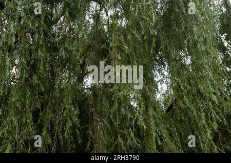 Sommerhintergrund: willow-grüne Blätter und Zweige am Himmel Stockfoto