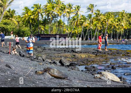 Zwei Meeresschildkröten am Punalu'U Beach, Hawai'i, USA Stockfoto