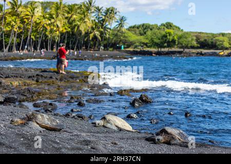 Drei Meeresschildkröten am Punalu'U Beach, Hawai'i, USA Stockfoto