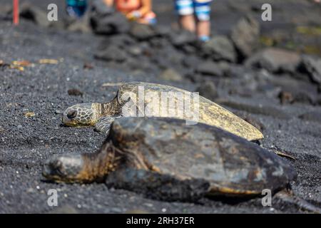 Zwei Meeresschildkröten am Punalu'U Beach, Hawai'i, USA Stockfoto