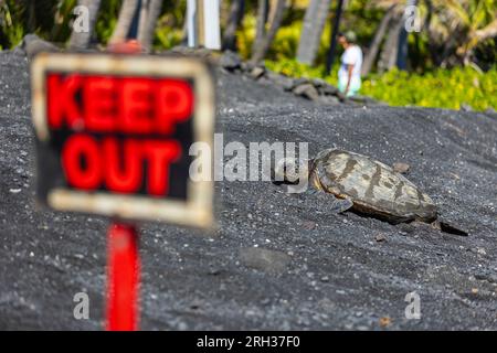 Meeresschildkröten am Punalu'U Beach, Hawai'i, USA Stockfoto