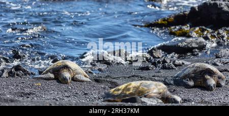 Drei Meeresschildkröten am Punalu'U Beach, Hawai'i, USA Stockfoto