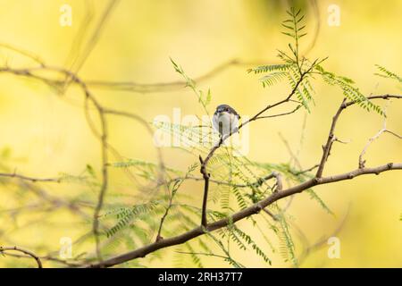 Platysteira cyanea mit braunem Kehlkopf, Erwachsene Frau hoch oben im Baum, Mandina Lodges, Gambia, Februar Stockfoto