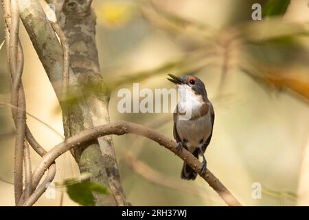 Platysteira cyanea mit braunem Kehlkopf, weibliche Erwachsene, die im Baum anruft, Mandina Lodges, Gambia, Februar Stockfoto