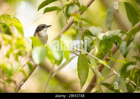 Platysteira cyanea mit braunem Kehlkopf, Erwachsene Frau hoch oben im Baum, Mandina Lodges, Gambia, Februar Stockfoto