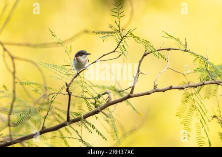 Platysteira cyanea mit braunem Kehlkopf, Erwachsene Frau hoch oben im Baum, Mandina Lodges, Gambia, Februar Stockfoto