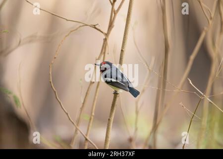 Platysteira cyanea mit braunem Kehlkopf, männlicher Erwachsener im Baum, Mandina Lodges, Gambia, Februar Stockfoto