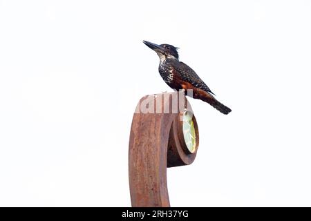 Riesen-Königsfischer Megaceryle Maxima, Erwachsene Frau hoch oben auf Bauschmuck, Mandina Lodges, Gambia, Februar Stockfoto