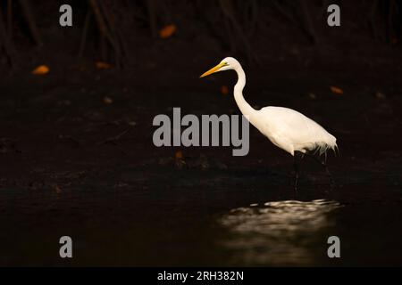 Großer Reiher, Ardea alba, nicht-Zucht-adul-Futtersuche in flachem Wasser, Buffulotto, Gambia, Februar Stockfoto