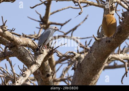 Eidechsenbussard Kaupifalco monogrammicus, Erwachsener, hoch oben in Kapok Ceiba pentandra Tree, Kubuneh, Gambia, Februar Stockfoto