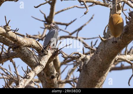 Eidechsenbussard Kaupifalco monogrammicus, Erwachsener, hoch oben im Baum, Kubuneh, Gambia, Februar Stockfoto