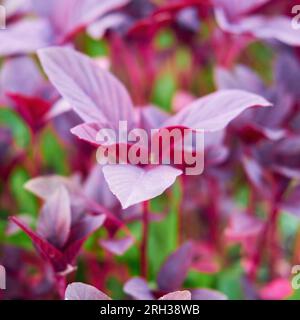 Die malvenfarbenen und rosafarbenen Farbtöne des roten Blattamaranths ergänzen sich perfekt und sorgen für eine atemberaubende visuelle Darstellung. Stockfoto