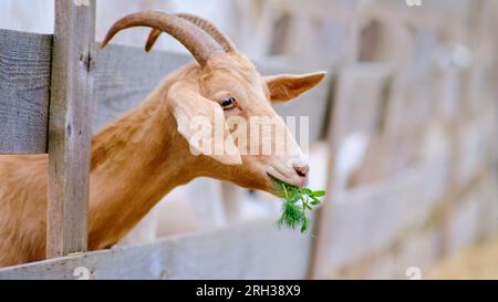 In der ländlichen Umgebung isst die Ziegengruppe gern das nahrhafte grüne Gras auf dem naturbelassenen Bauernhof Stockfoto