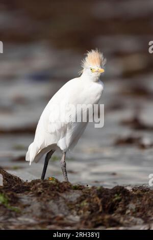 Westliches Rindereier Bubulcus ibis, Erwachsenenfutter entlang der Küste, Tanji Beach, Gambia, Februar Stockfoto