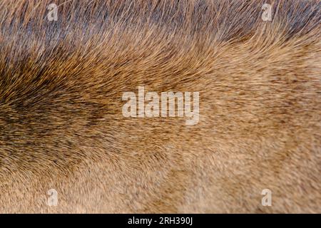 Hintergrund des beigen Pferdefellzes, Textur der braunen Pferdemähne Stockfoto