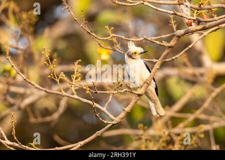 Weißschaufel-Helmschrike Prionops plumatus, Erwachsener hoch oben im Baum, Nambikala, Gambia, Februar Stockfoto
