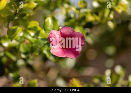 Allamanda Blumenpflanze der Gattung Allamanda Stockfoto