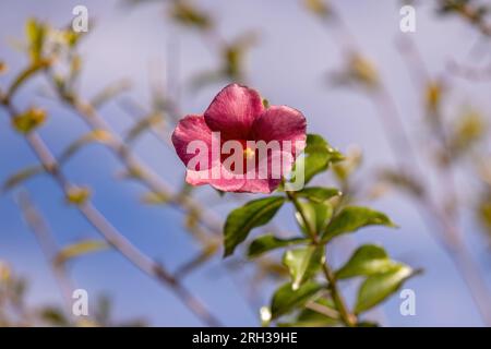 Allamanda Blumenpflanze der Gattung Allamanda Stockfoto