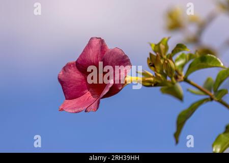 Allamanda Blumenpflanze der Gattung Allamanda Stockfoto