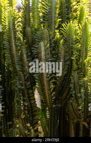 Afrikanische Milchpflanze der Art Euphorbia trigona Stockfoto