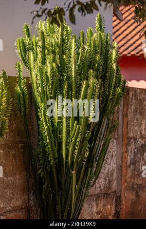 Afrikanische Milchpflanze der Art Euphorbia trigona Stockfoto