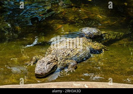 Großschnäuziger Kaiman, Caiman latirostris im Iguazu Nationalpark, Foz do Iguacu, Parana State, Südbrasilien Stockfoto