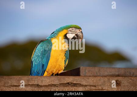 Adulter Blau-und-gelber Ara der Art Ara ararauna Stockfoto