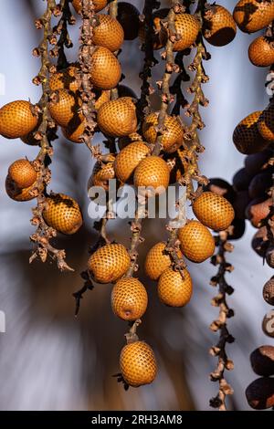 Früchte der Buriti-Palme mit selektivem Fokus Stockfoto