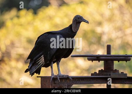 Tierschwarzer Zirkel der Art Coragyps atratus Stockfoto