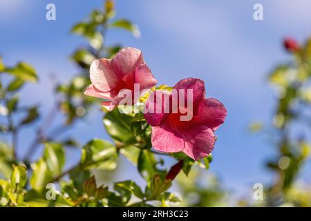 Allamanda Blumenpflanze der Gattung Allamanda Stockfoto