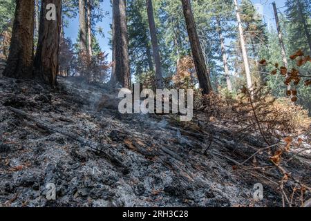 Stanislaus National Forest in der Sierra Nevada von Kalifornien, ein Waldbrand, der über dem Waldboden brennt. Die Verbrennung hinterlässt verkohlte Asche. Stockfoto