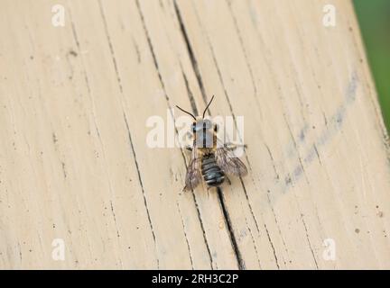 Eine Megachilidae Biene (wahrscheinlich eine Megachile sp.), die auf einem Stück Holz ruht Stockfoto