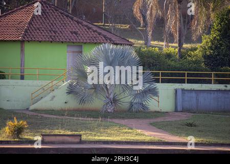 Bismarckpalmenbaum der Art Bismarckia nobilis Stockfoto